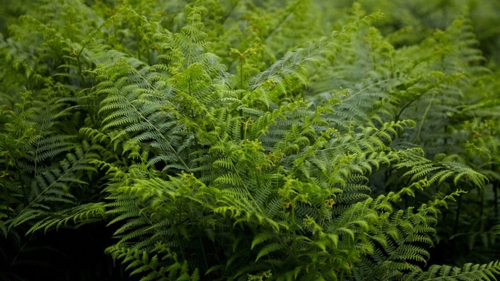 Flora y Fauna de Francia – Francia