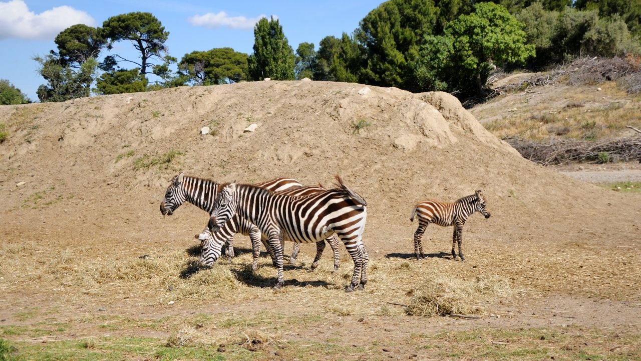 safari francia